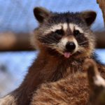 raccoon-2183755_1920