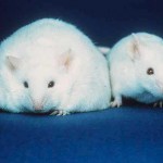 Fatmouse