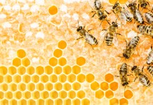 “Is This Honey What I Have?”