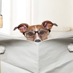 dog toilet