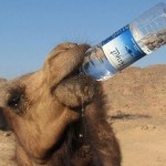 Camel_Drinking_Water_From_Bottle_loepa