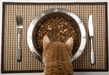 Sorry Vegans, Cats are Carnivores