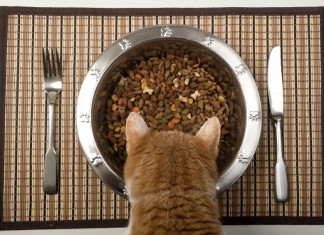 Sorry Vegans, Cats are Carnivores