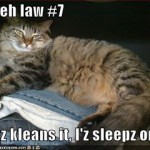 lolcat laundry