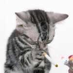 smoking_cat-300×225