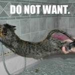 watercat