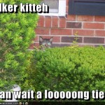 Stalker-cat