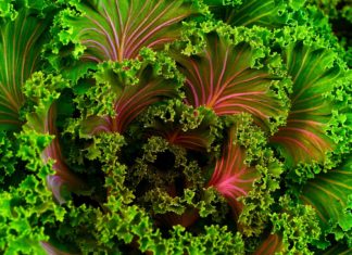 How to Make Kale Suck Less