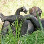 nature-grass-wildlife-zoo-relax-mammal-1076499-pxhere.com (2)