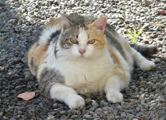 Why It’s Not Your Fault You’re Overweight