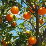 oranges-1117628_1920